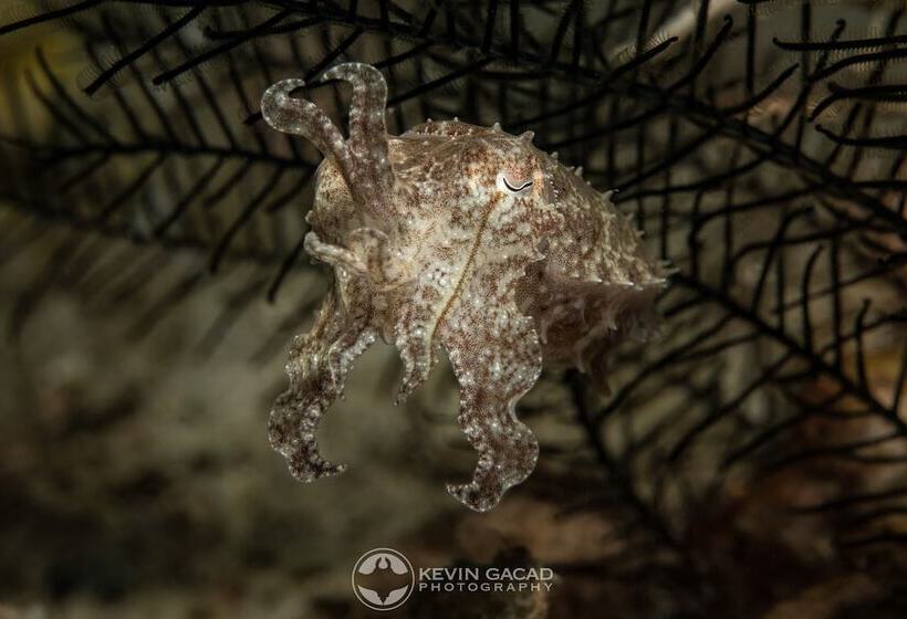 Badladz Staycation Condos