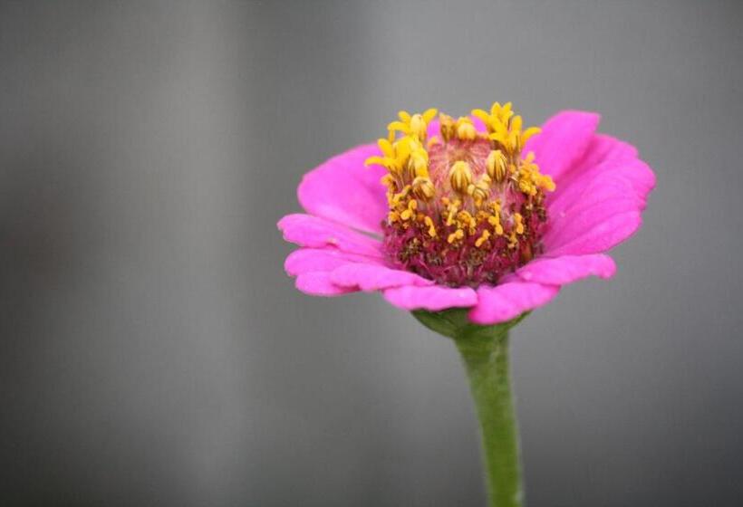 Casas De Pedra   Casa Da Avó