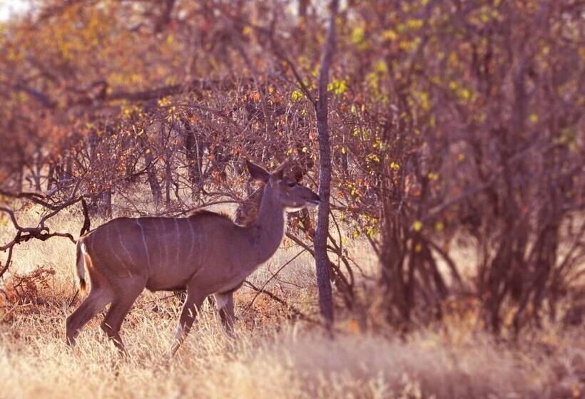 בית מלון כפרי Dinkweng Safari Lodge
