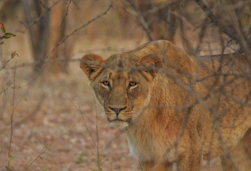 בית מלון כפרי Kaingo Game Reserve