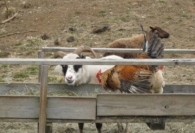 پانسیون Lamb Inn öngulsstaðir