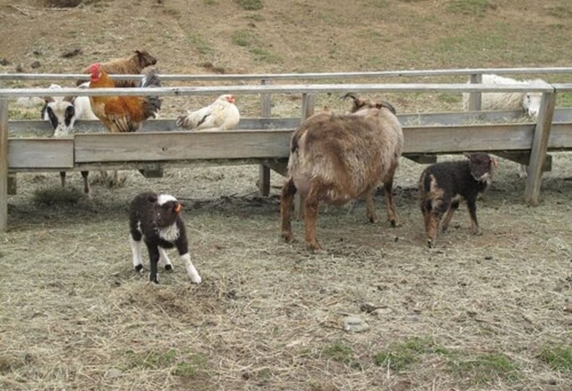 پانسیون Lamb Inn öngulsstaðir