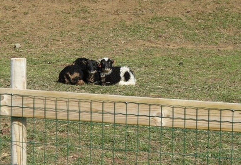 پانسیون Lamb Inn öngulsstaðir