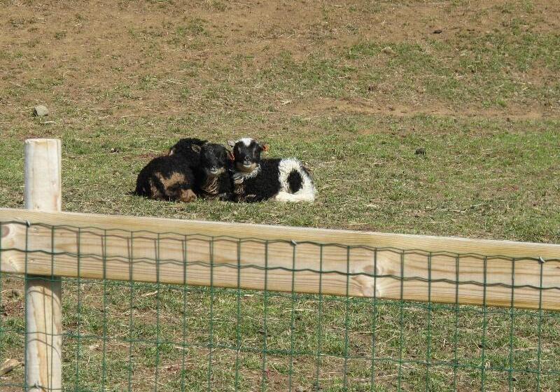 پانسیون Lamb Inn öngulsstaðir