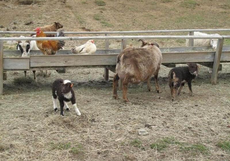 پانسیون Lamb Inn öngulsstaðir