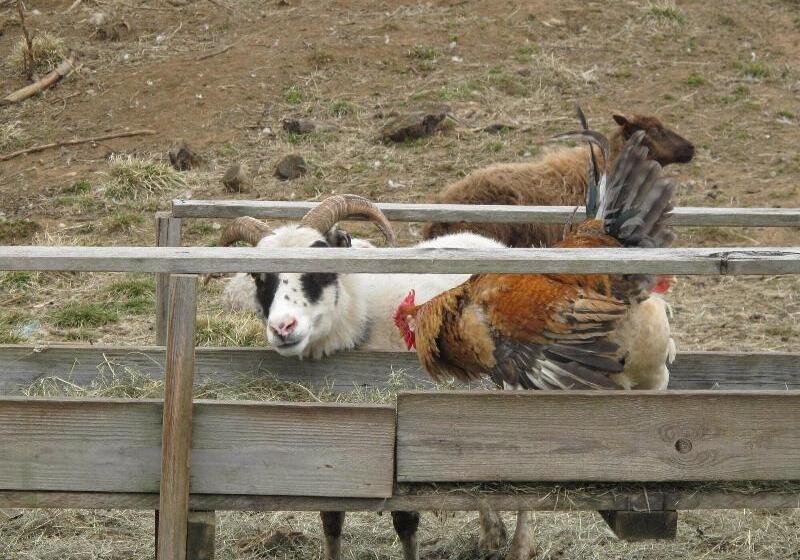 پانسیون Lamb Inn öngulsstaðir