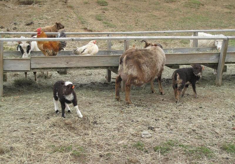 پانسیون Lamb Inn öngulsstaðir