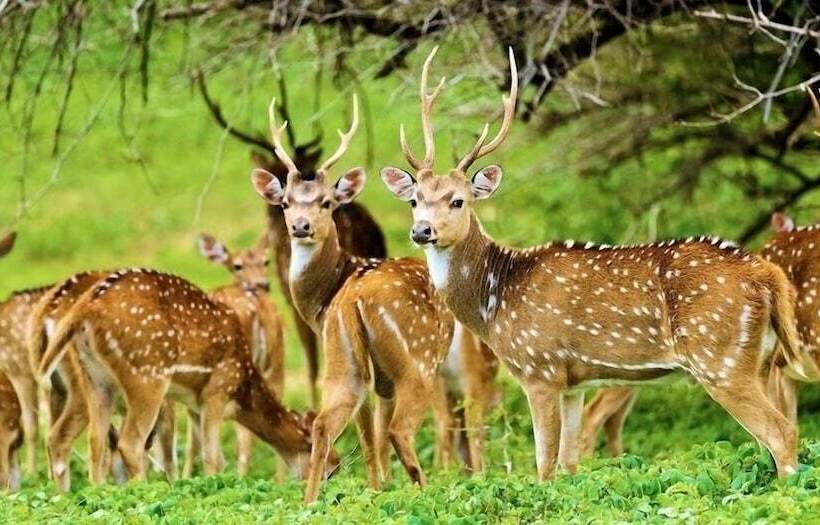 Yala Waves Beach Resort