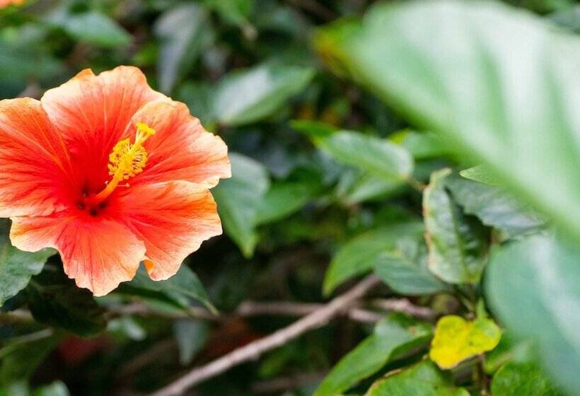 Kaimana Inn Hotel Restaurant