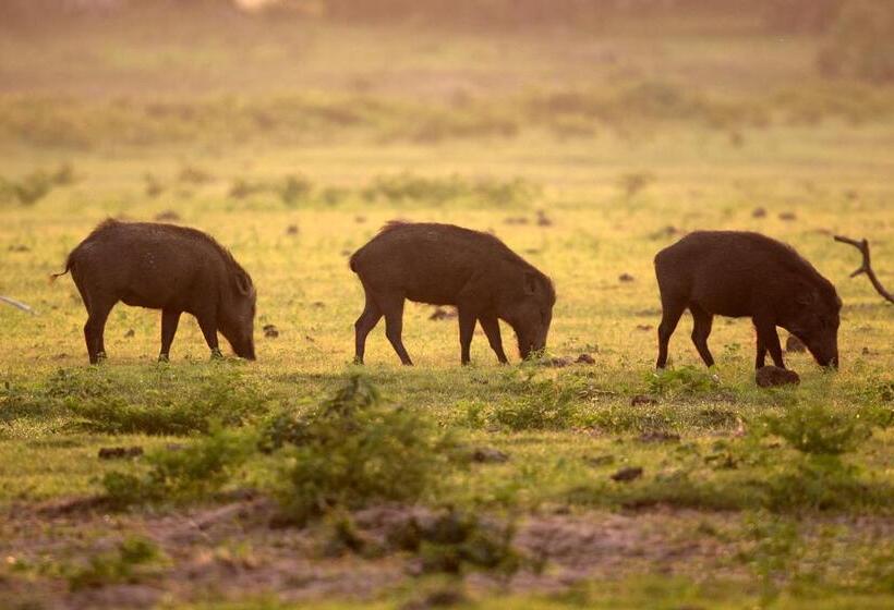 酒店 Yala Caravan Village