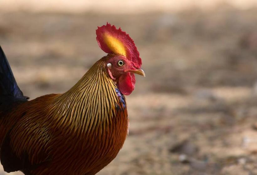 בית מלון כפרי Yala Caravan Village