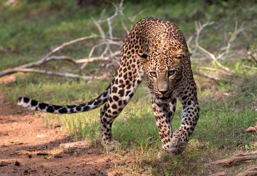 בית מלון כפרי Yala Caravan Village