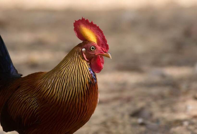 酒店 Yala Caravan Village