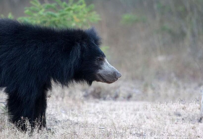 酒店 Yala Caravan Village