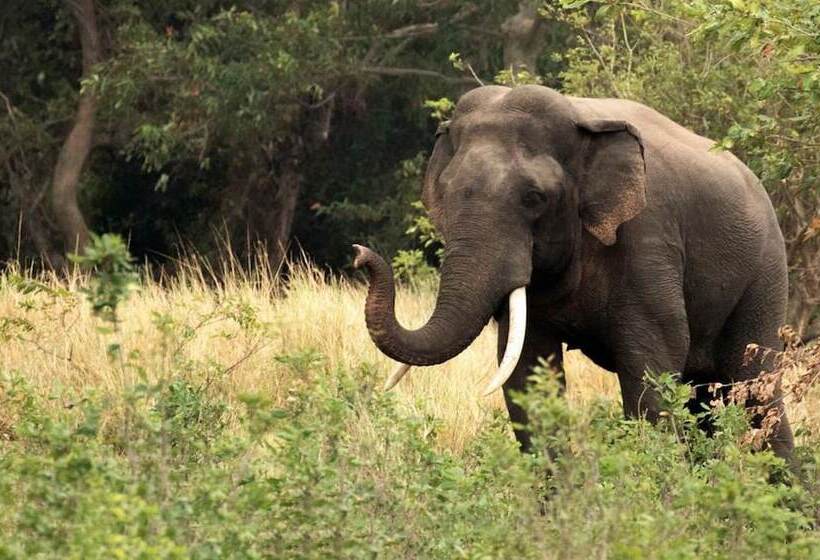 酒店 Yala Caravan Village