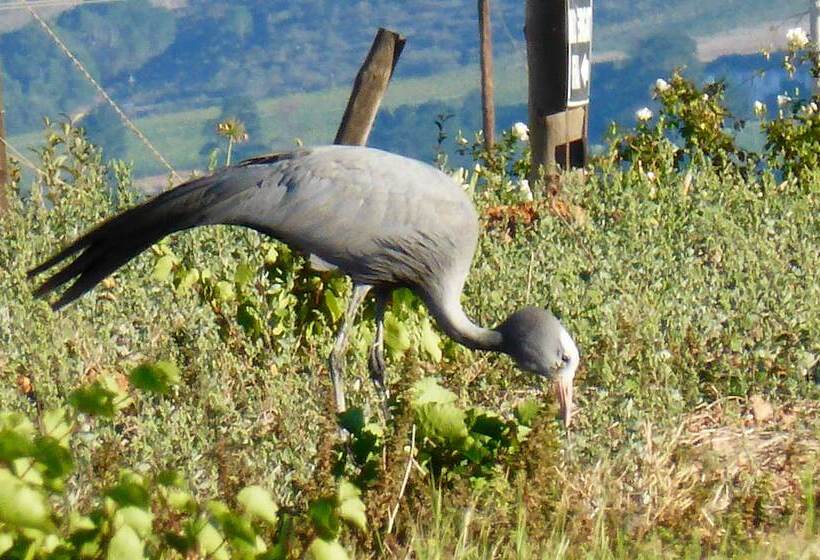 פנסיון Klein Welmoed Luxury Guest House