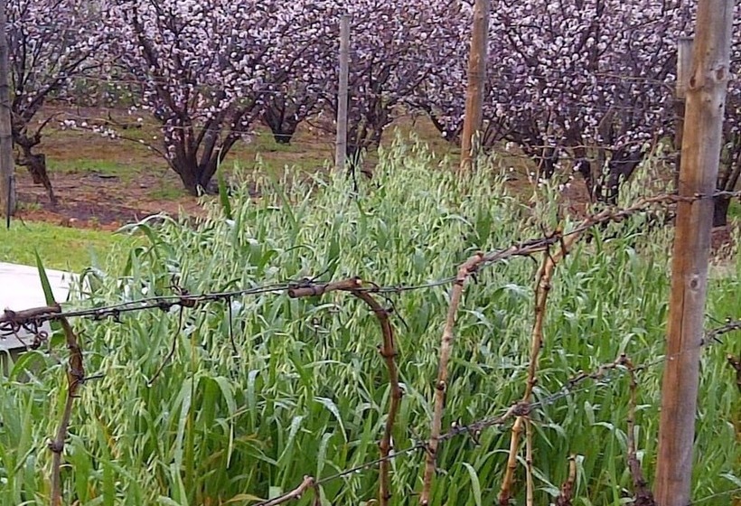 펜션 The Vineyard Country House