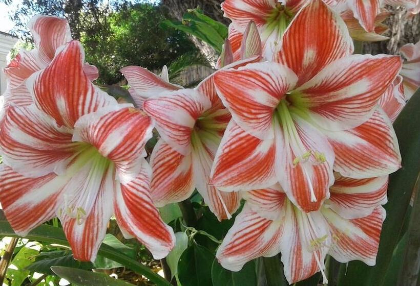 צימר Albert House Guesthouse