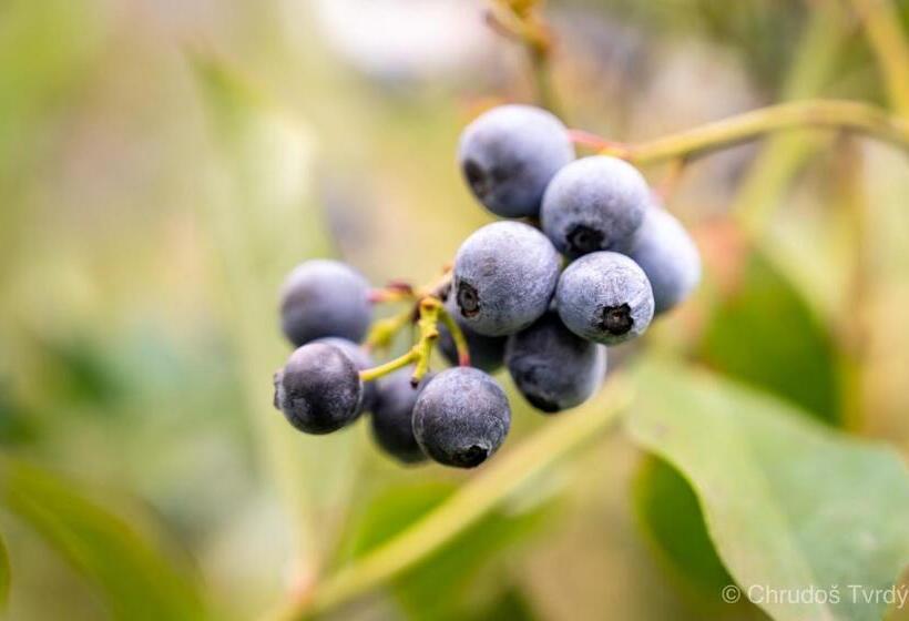 Blueberry Hills On Comleroy Farmstay   Self Contained Cottages