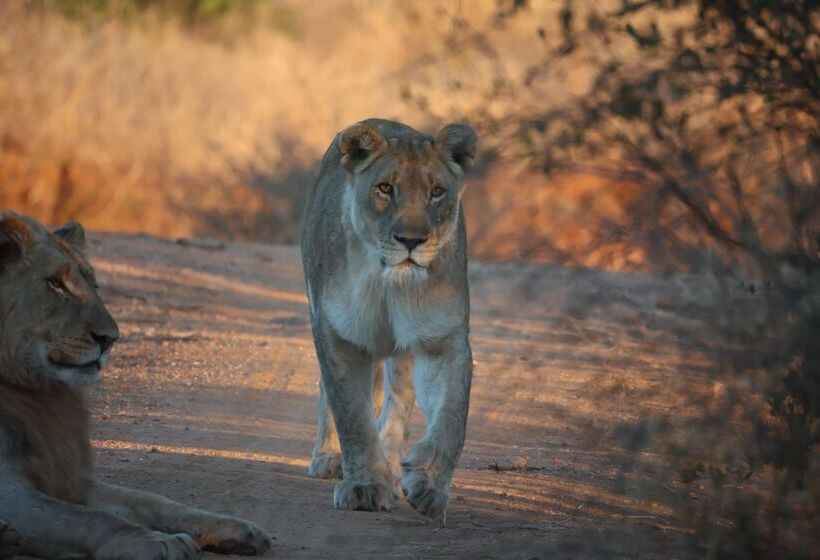 فندق Karongwe Portfolio   Becks Safari Lodge