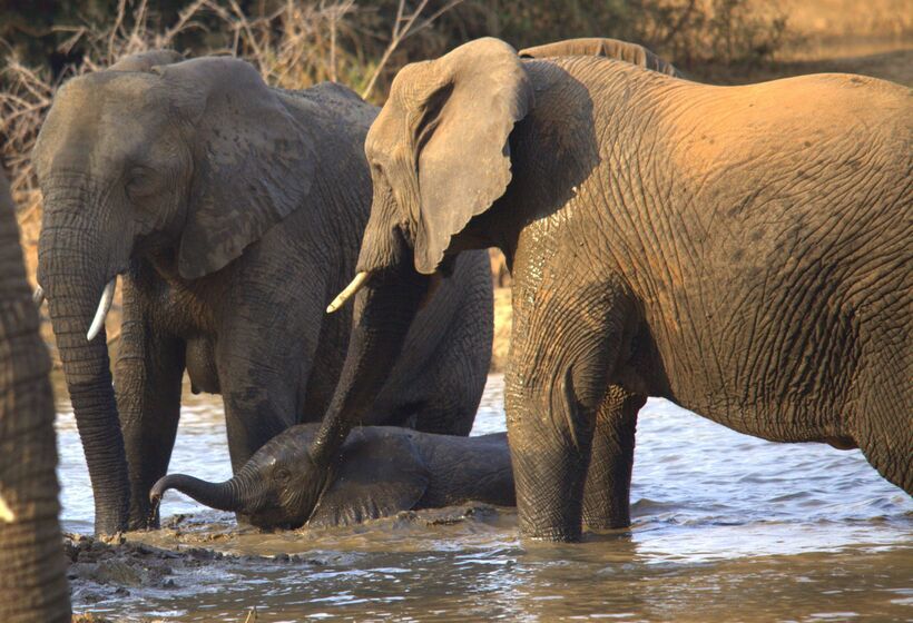 فندق Karongwe Portfolio   Becks Safari Lodge