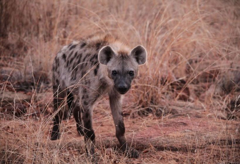فندق Karongwe Portfolio   Becks Safari Lodge