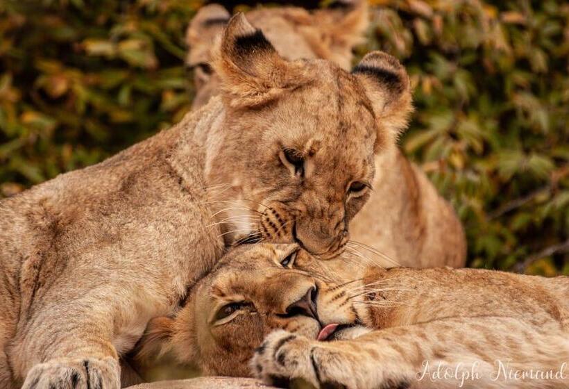 فندق Karongwe Portfolio   Becks Safari Lodge