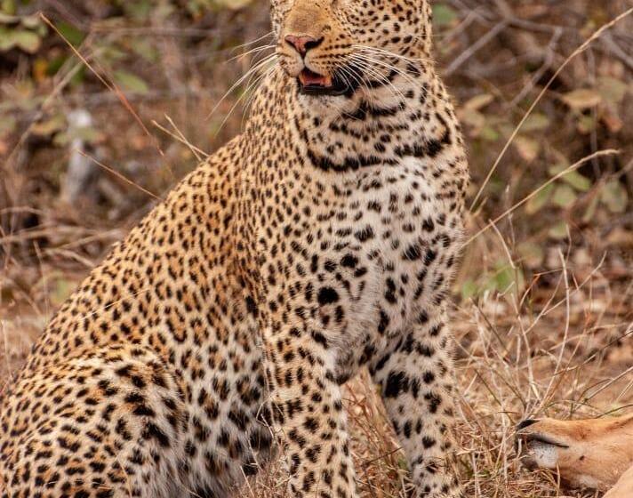 فندق Karongwe Portfolio   Becks Safari Lodge