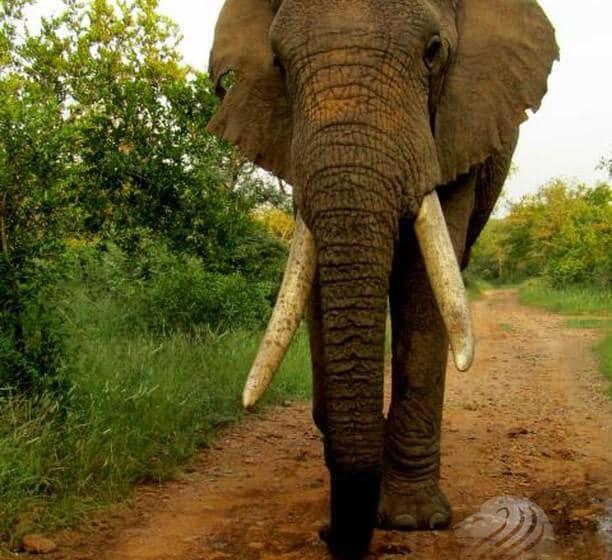 فندق Karongwe Portfolio   Becks Safari Lodge