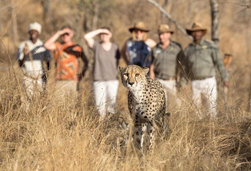 فندق Karongwe Portfolio   Becks Safari Lodge