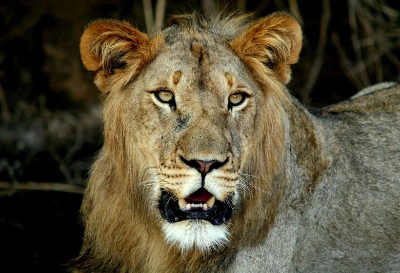 فندق Karongwe Portfolio   Becks Safari Lodge