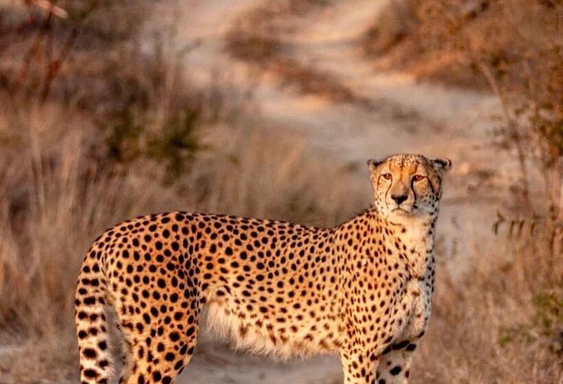 فندق Karongwe Portfolio   Becks Safari Lodge