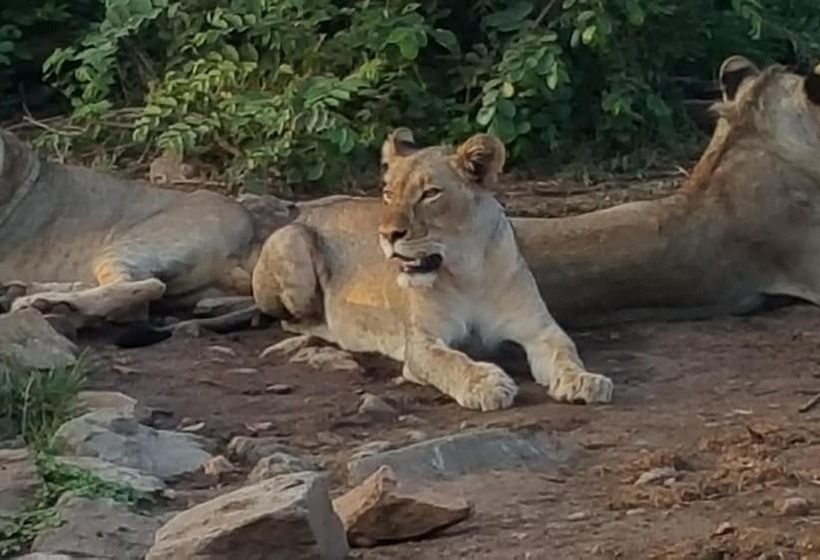 ホテル Muweti Bush Lodge