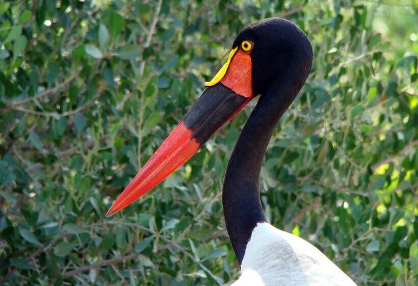 فندق Pezulu Tree House Lodge