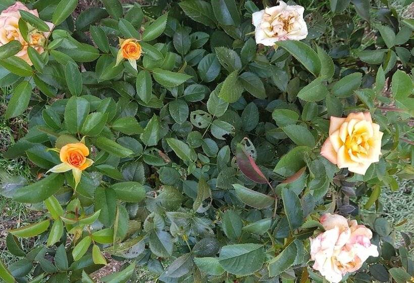 Hotel Tranquillity Day Spa & Lodge