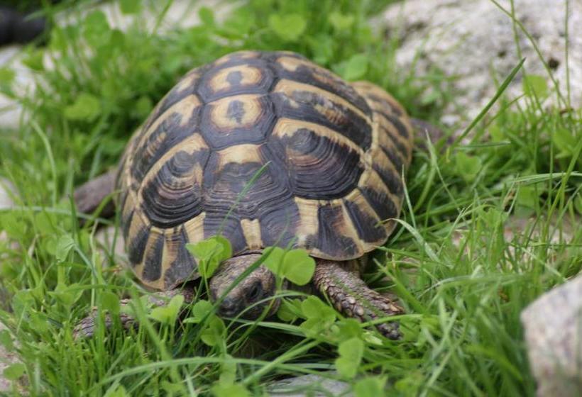 ペンション Penzion Panorama