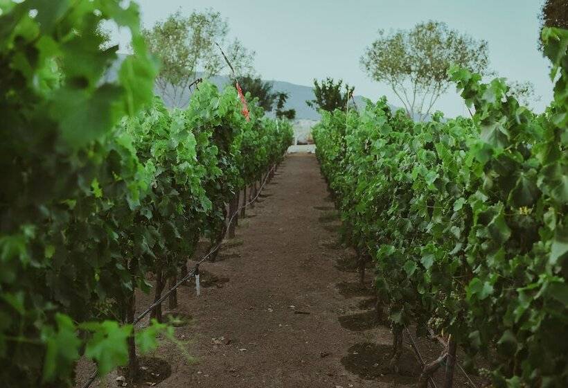 Ecléctico Guadalupe