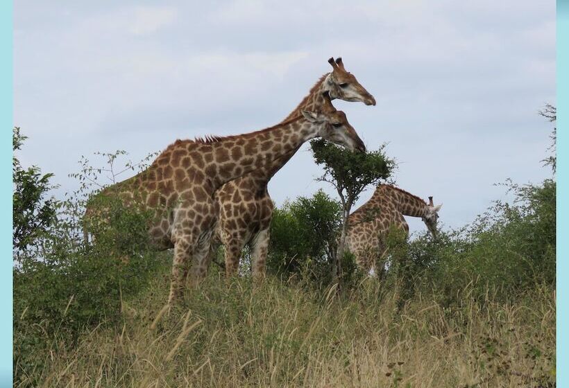 בית מלון כפרי Foxy Crocodile Bush Lodge & Kruger Safari S   No Loadshedding