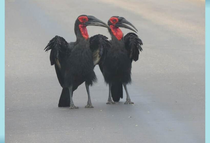 בית מלון כפרי Foxy Crocodile Bush Lodge & Kruger Safari S   No Loadshedding