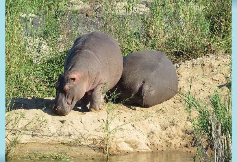בית מלון כפרי Foxy Crocodile Bush Lodge & Kruger Safari S   No Loadshedding