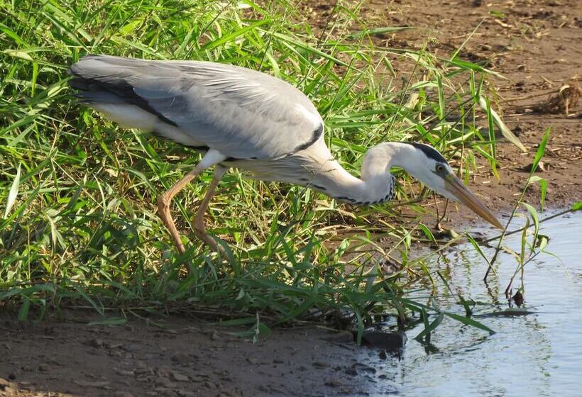 בית מלון כפרי Foxy Crocodile Bush Lodge & Kruger Safari S   No Loadshedding