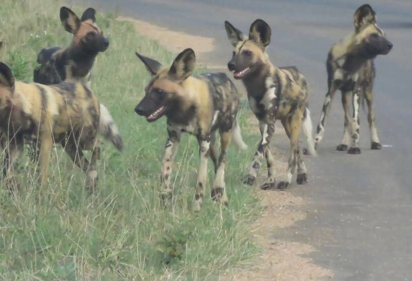 בית מלון כפרי Foxy Crocodile Bush Lodge & Kruger Safari S   No Loadshedding