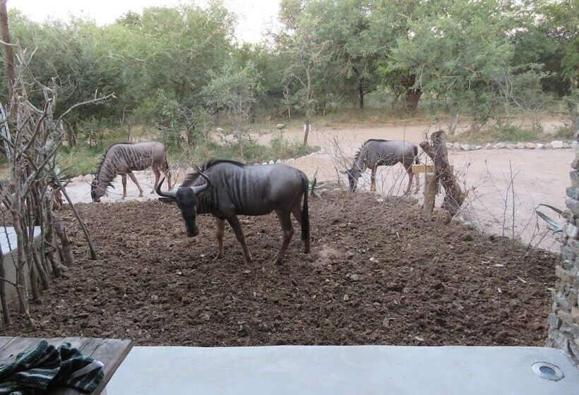 בית מלון כפרי Foxy Crocodile Bush Lodge & Kruger Safari S   No Loadshedding