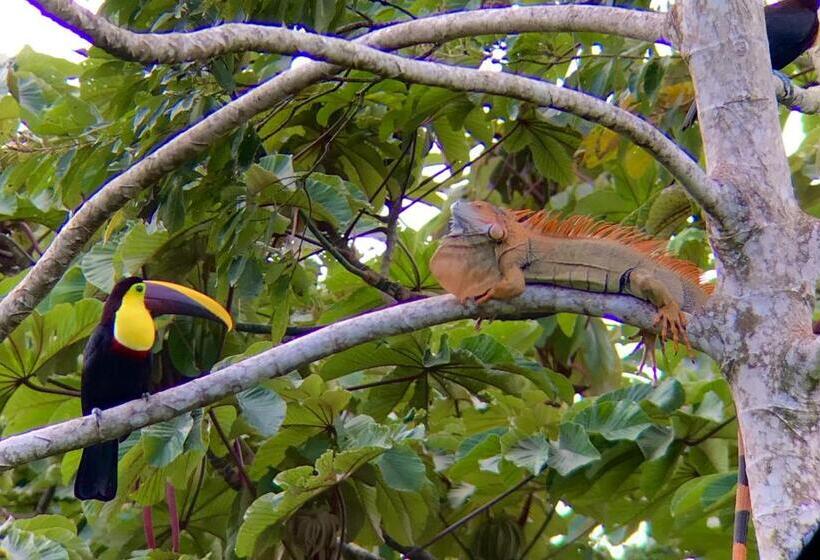 호텔 Arenal Monara