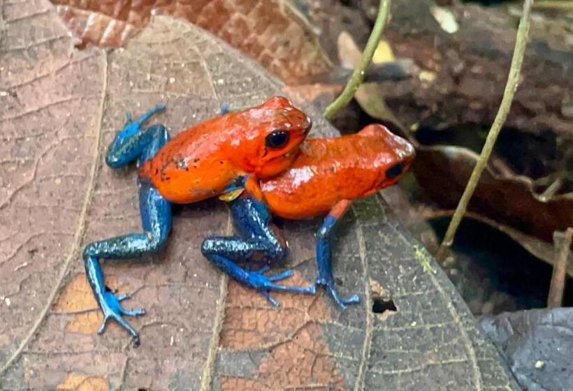 호텔 Arenal Monara