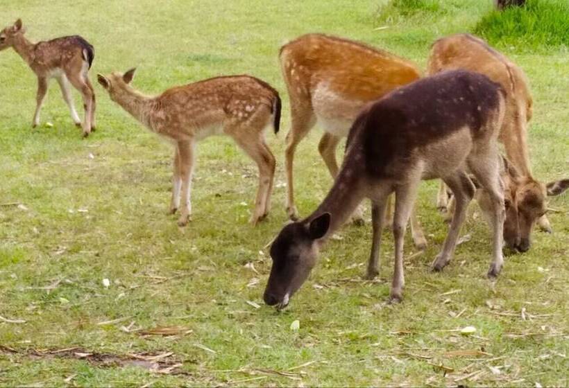 هتل Green Hills Forest Lodge