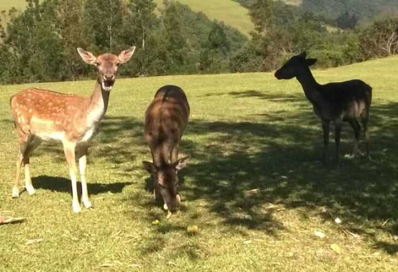 فندق Green Hills Forest Lodge