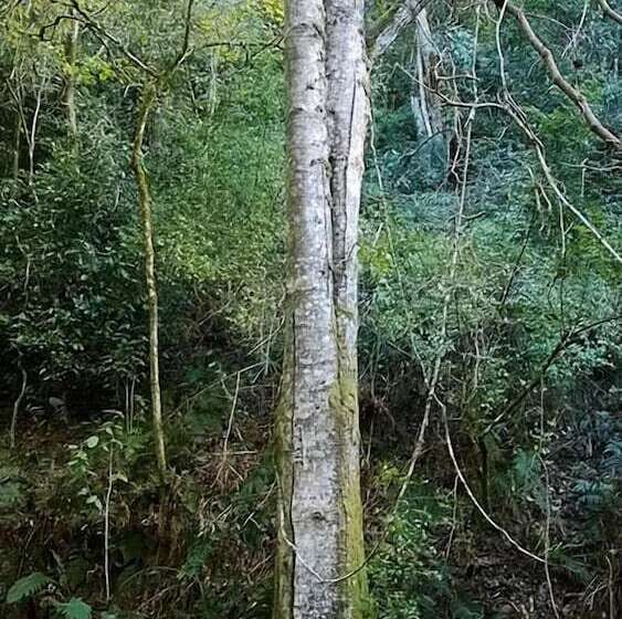 فندق Green Hills Forest Lodge