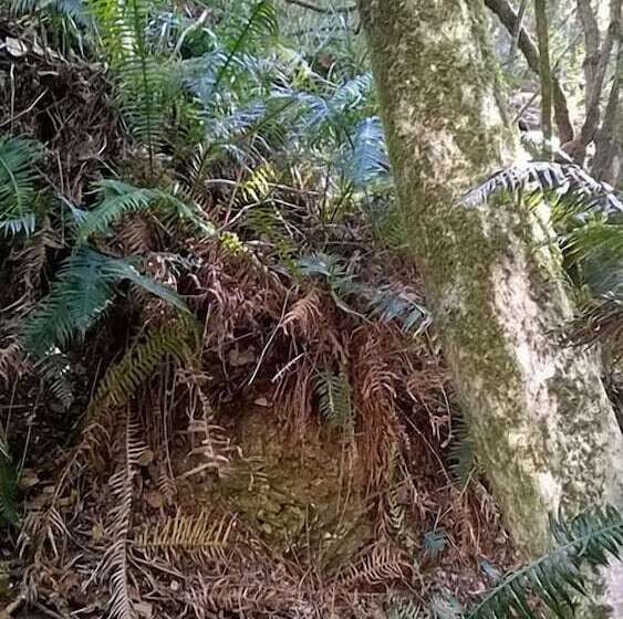 فندق Green Hills Forest Lodge