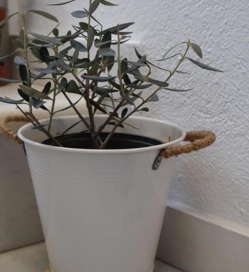 Studios Marina Naxos